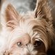 Illustration for article titled Shooting Challenge Pets Gallery 6